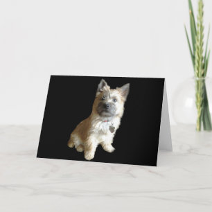 Der Niedlichste Cairn Terrier aller Zeiten! Niedli Karte