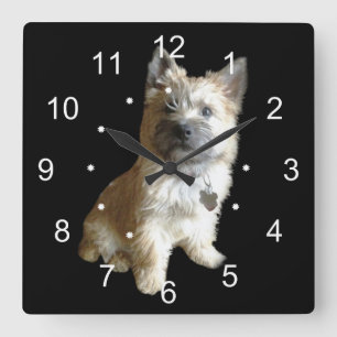 Der niedlichste Cairn-Terrier überhaupt!  Quadratische Wanduhr