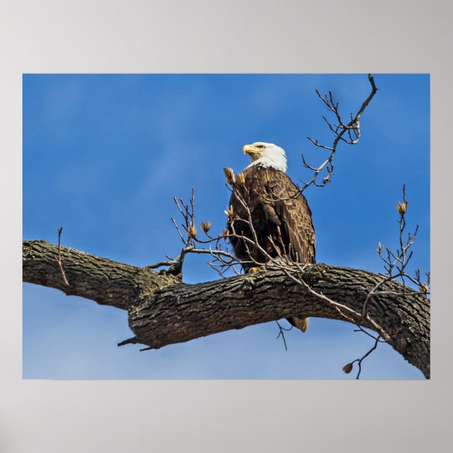 Der Nobeladler Poster (Vorne)