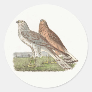 Der Nördliche Harrier (Ringschwanzfalken) NY Bird Runder Aufkleber
