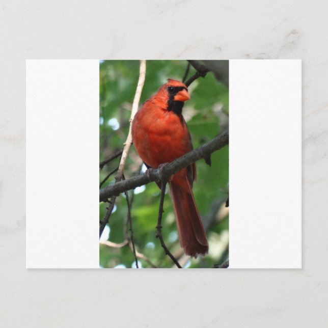Der nördliche Kardinal Postkarte (Vorderseite)