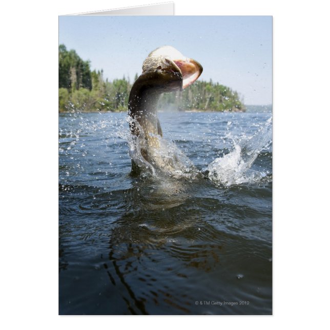Der nördliche Pike sprang aus dem Wasser in einem  (Vorne)