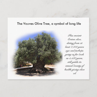 Der Olivenbaum der Vouves, Symbol des langen Leben Postkarte