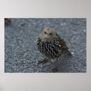 Der Original Angry Bird? Poster