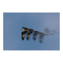 Der Osprey-Flug