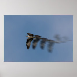 Der Osprey-Flug Poster