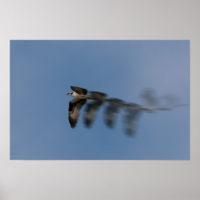Der Osprey-Flug Poster (Vorne)