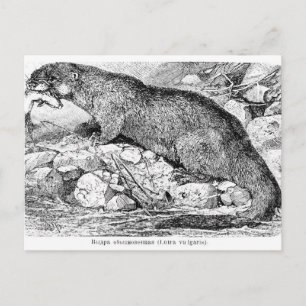 Der Otter Postkarte