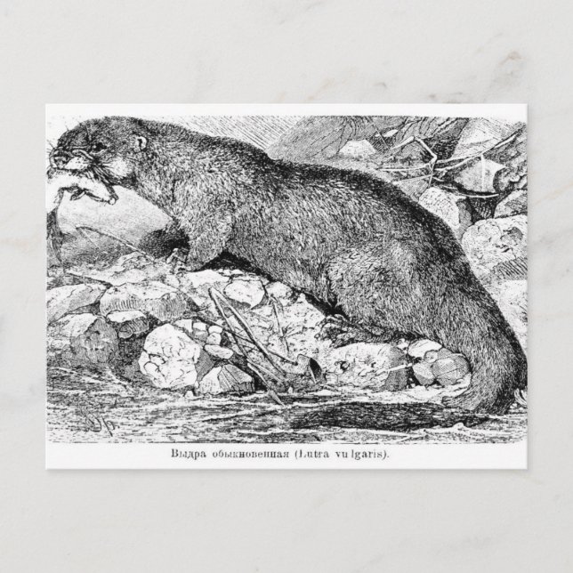 Der Otter Postkarte (Vorderseite)
