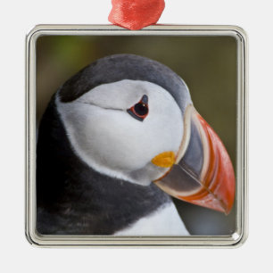 Der Papageitaucher, ein pelagischer Seevogel Silbernes Ornament