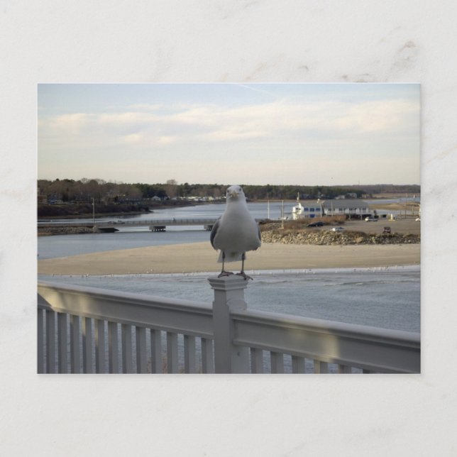 Der Patient Seagull, Wells Maine Postkarte (Vorderseite)