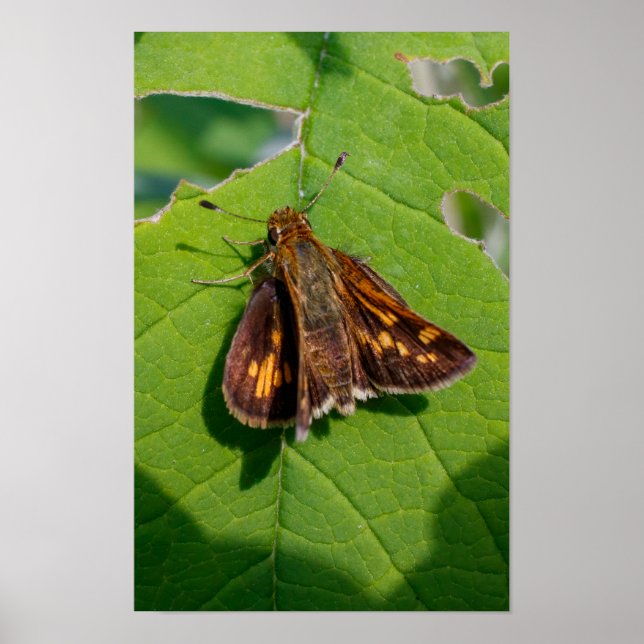 Der Pecks Skipper Poster (Vorne)