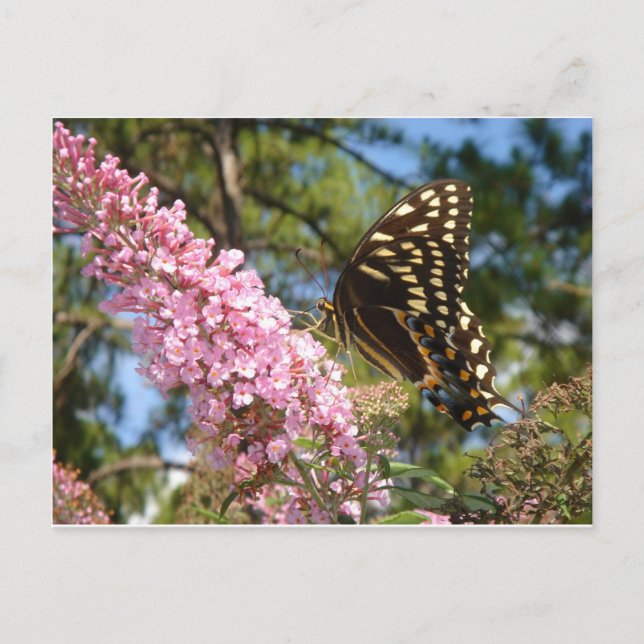 Der perfekte Schmetterling! Postkarte (Vorderseite)