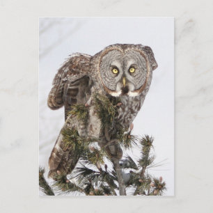 Der perschende Prinz.jpg Postkarte