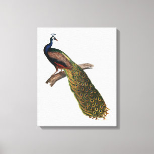 Der Pfau-Symbolismus Leinwanddruck