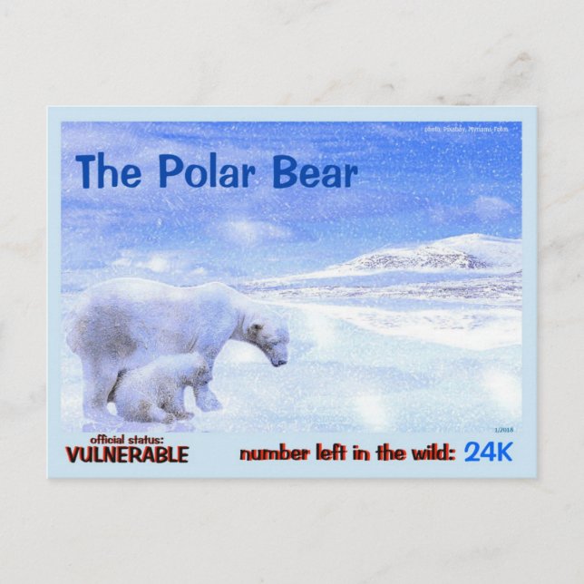 Der Polarbär ist ein gefährdetes Tier - hier, a - Postkarte (Vorderseite)