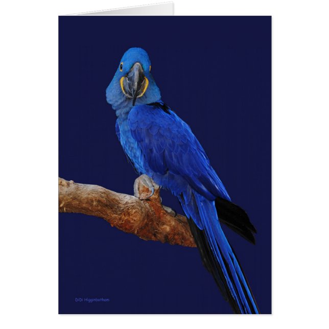 Der Prinz der Papageien (Vorne)