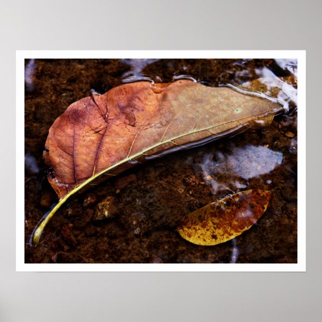 der Prospektor Poster (Vorne)