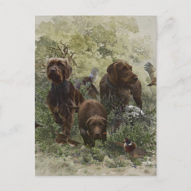 Der Pudelpointer Postkarte (Vorderseite)