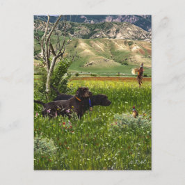 Der Pudelpointer Postkarte