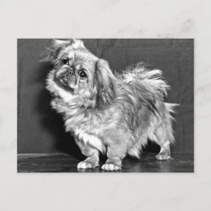 Der Quiz-Pekingeser Postkarte