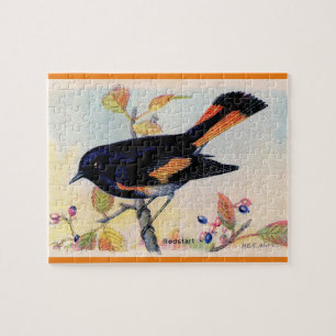 Der Redstart-Vogel