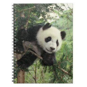 Der riesige Panda-Kub klettert auf einen Baum, Wol Notizblock