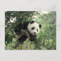 Der riesige Panda-Kub klettert auf einen Baum, Wol