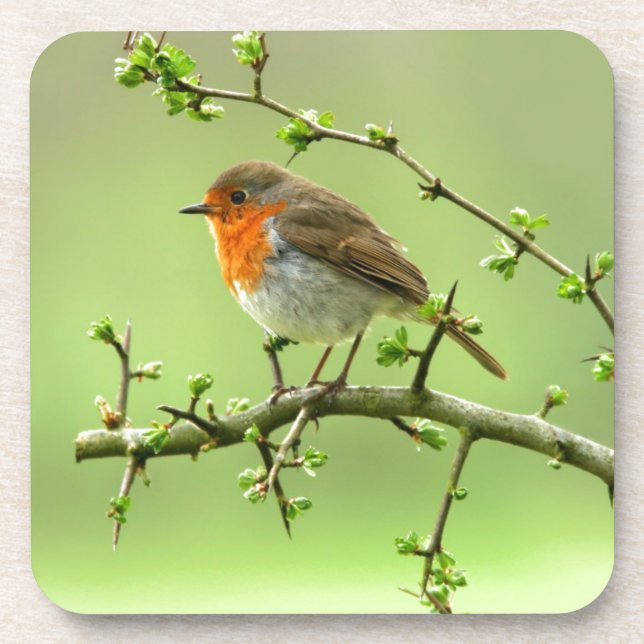 Der Robin Untersetzer (Vorderseite)