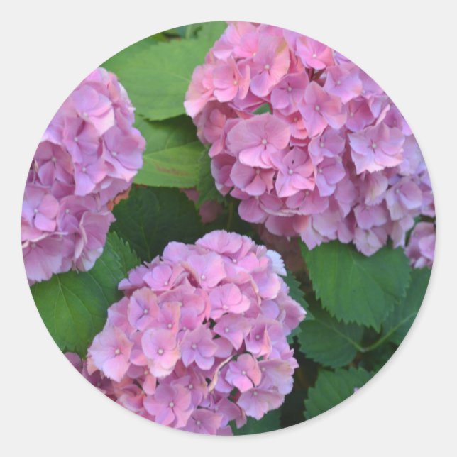 Der Rosa Hortensia-Hydrangebusch Runder Aufkleber (Vorderseite)