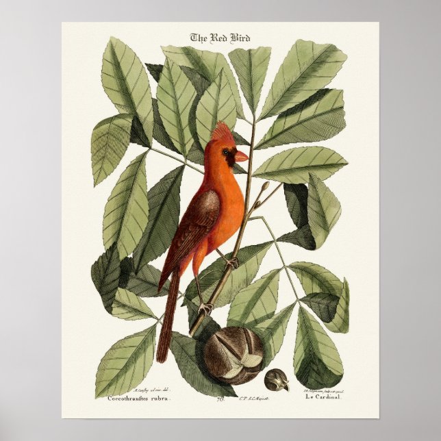 Der Rote Vogel - Seligmann Poster (Vorne)