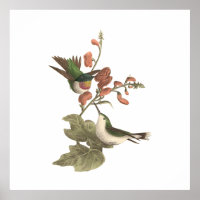 Der rothaarige oder rubingebeutelte Hummingvogel