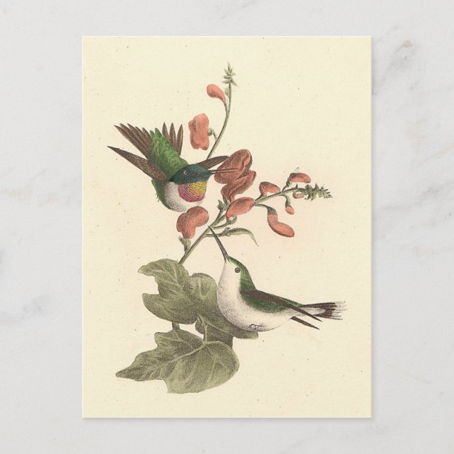 Der rothaarige oder rubingebeutelte Hummingvogel Postkarte (Vorderseite)
