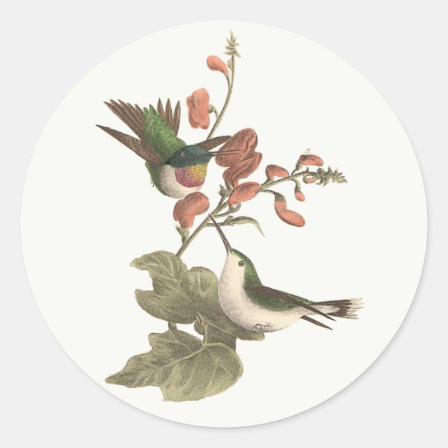 Der rothaarige oder rubingebeutelte Hummingvogel Runder Aufkleber (Vorderseite)