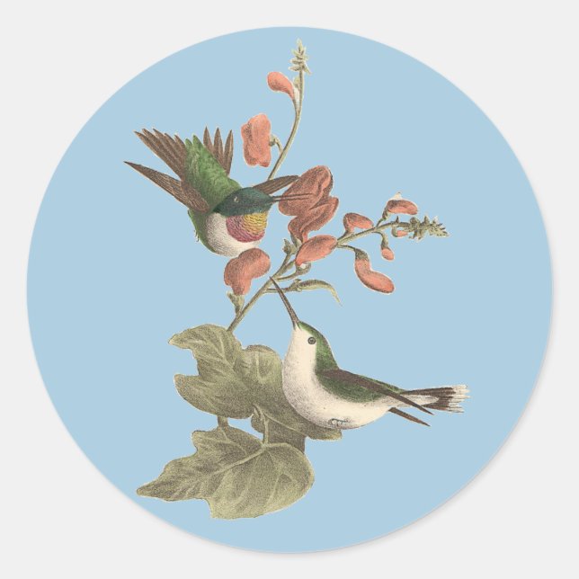 Der rothaarige oder rubingebeutelte Hummingvogel Runder Aufkleber (Vorderseite)