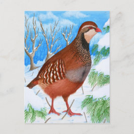 Der Rotschnabel-Partridge Postkarte