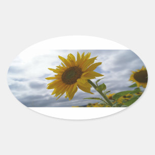 Der Ruhm-Oval-Aufkleber der Sonnenblume Ovaler Aufkleber