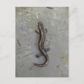 Der Salamander Postkarte