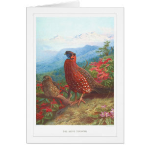 Der Satyr Tragopan;
