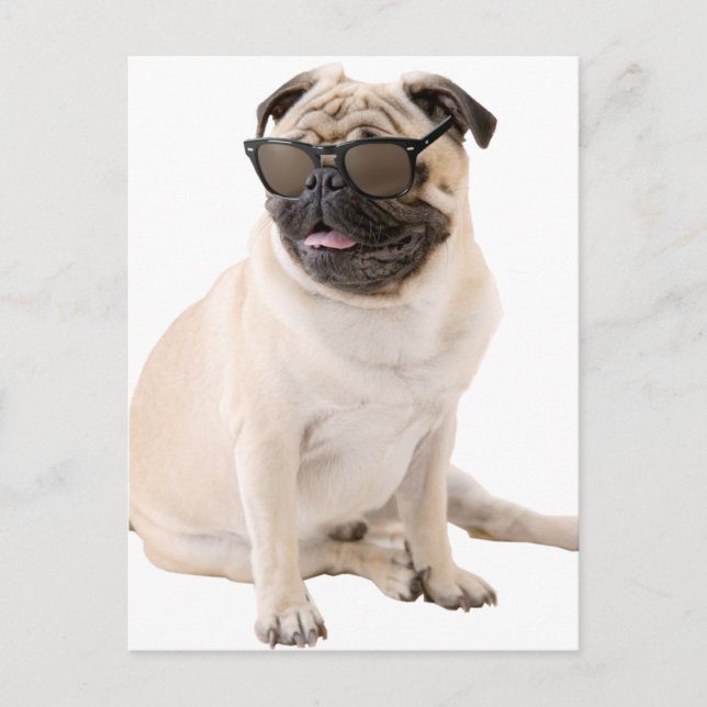 Der schattige Mops (Farbe) Postkarte (Vorderseite)