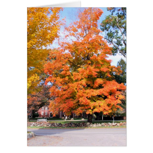 DER SCHIMMER DES HERBSTES (Vorne)