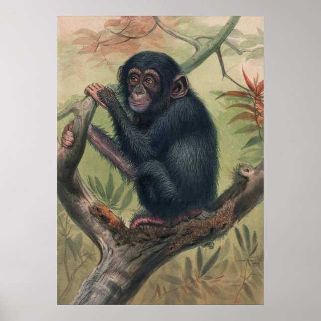 Der Schimpanse von Joseph Wolf Poster (Vorne)