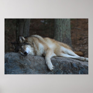 Der Schlafenwolf Poster