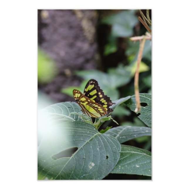 Der Schmetterling und die Blätter Fotodruck (Vorne)