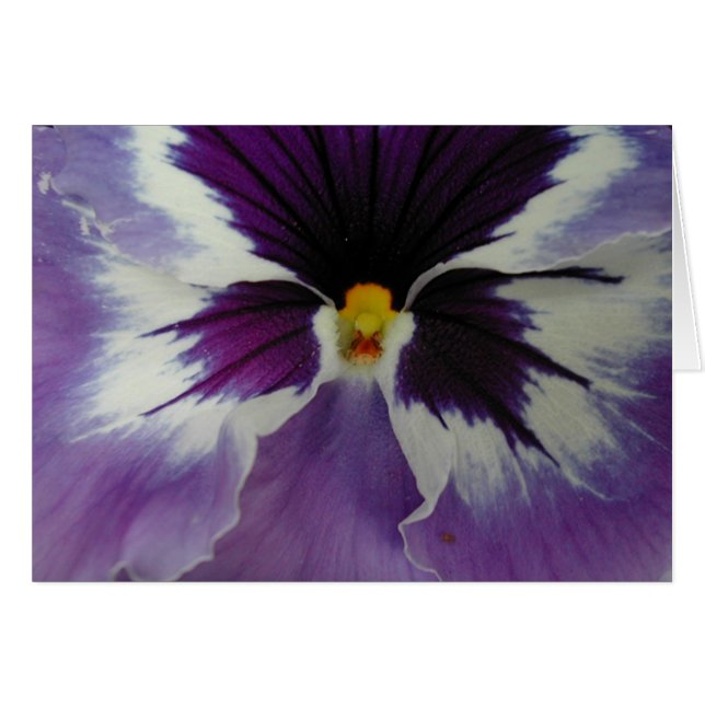 der Schnabel eines Pansy? (Vorderseite (Horizontal))
