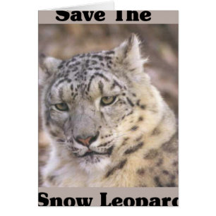 Der Schneeleopard gerettet