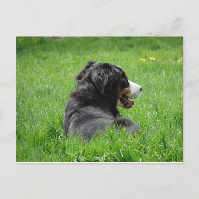Der schöne Berner Hund genießt die Sonne Postkarte (Vorderseite)