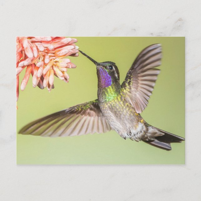 Der schöne Hummingbird fliegt zu einer Blume Postkarte (Vorderseite)