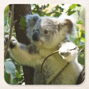 Der schöne Koala-Bär im Bäumen Rechteckiger Pappuntersetzer