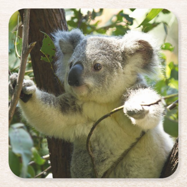 Der schöne Koala-Bär im Bäumen Rechteckiger Pappuntersetzer (Vorderseite)